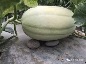 在哪找免费吃瓜群,免费吃瓜群，带你畅游娱乐资讯海洋